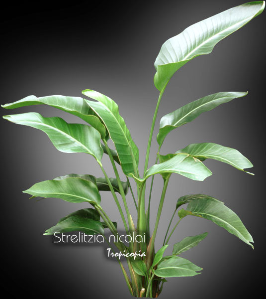 Foliage plant - Strelitzia nicolai  - White bird of paradise